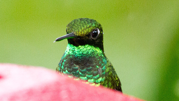 Booted Racket-tail (Ocreatus underwoodii)
