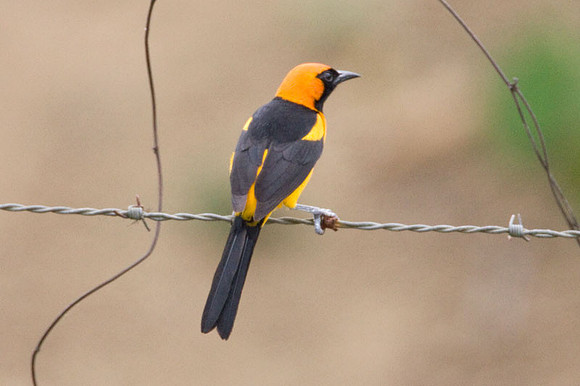 Orange-crowned Oriole (Icterus auricapillus)