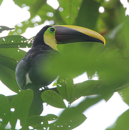 Chestnut-mandibled Toucan (Ramphastos swainsonii) also known as Swainson's Toucan