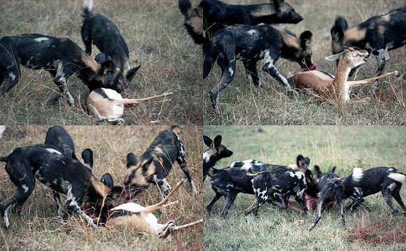 1988 Africa hunting dogs img347-350