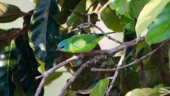 Blue Dacnis (Dacnis cayana) - female
