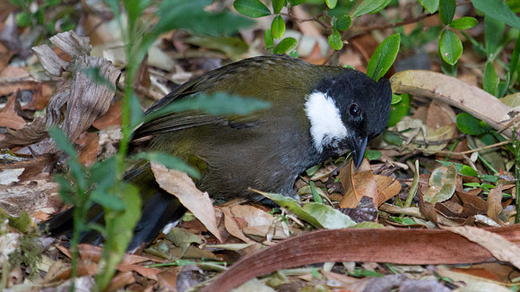 Eastern whipbird (Psophodes olivaceus)
