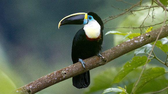 Channel-billed Toucan (Ramphastos vitellinus)