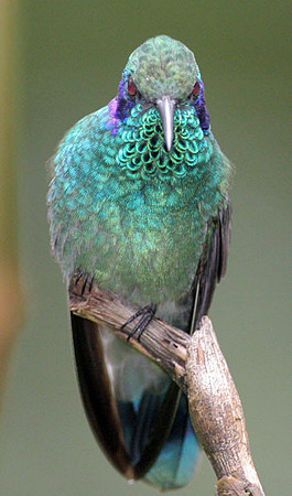 Green Violetear (Colibri thalassinus)