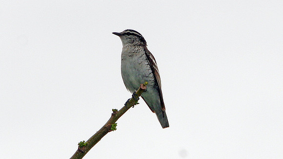 Polynesian Triller (Lalage maculosa)