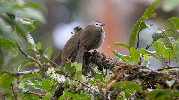 Pale-faced Bulbul (Pycnonotus leucops)