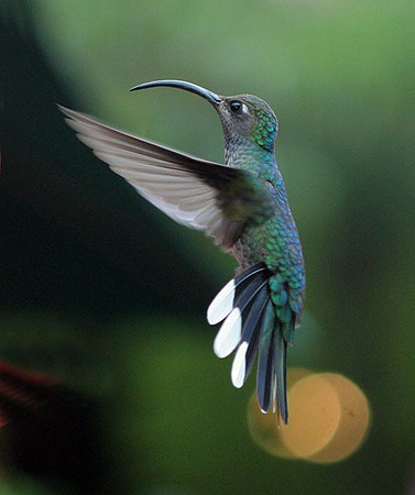 Violet Sabrewing (Campylopterus hemileucurus)