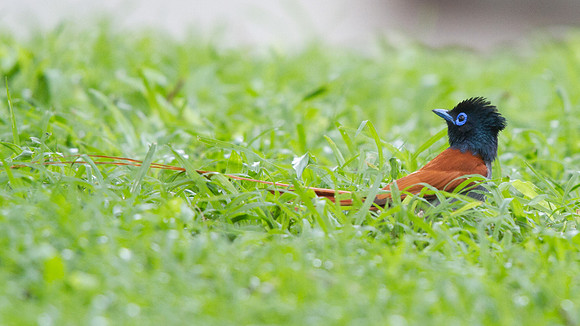 African Paradise Flycatcher (Terpsiphone viridis) Male