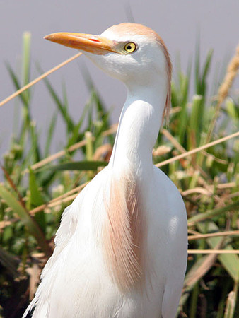 Cattle Egret (Bubulcus ibis)