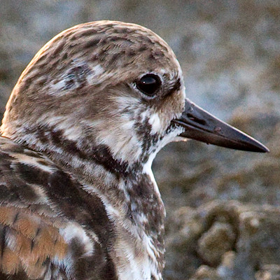 Ruddy Turnstone (Arenaria interpres)
