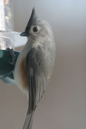 Tufted Titmouse (Baeolophus bicolor)