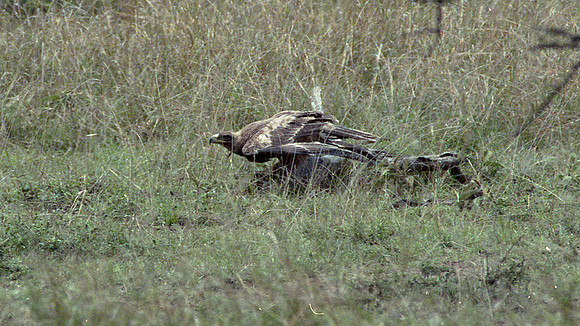 Tawny Eagle (Aquila rapax)