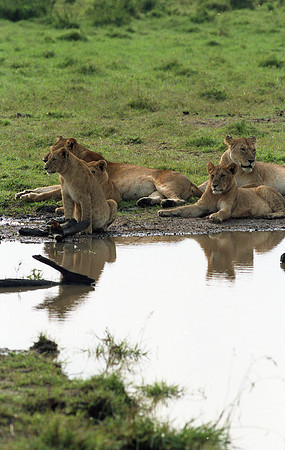 1988 Africa Lion cubs img455