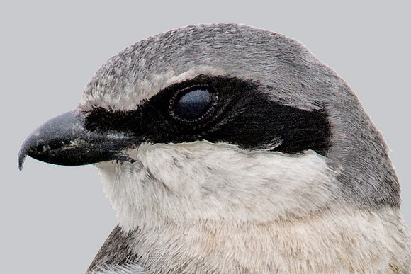 Loggerhead Shrike (Lanius ludovicianus)