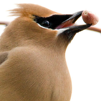 Cedar Waxwing (Bombycilla cedrorum)