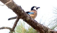 Eurasian jay (Garrulus glandarius)