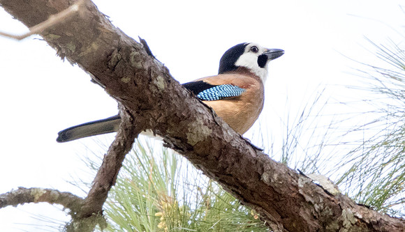 Eurasian jay (Garrulus glandarius)