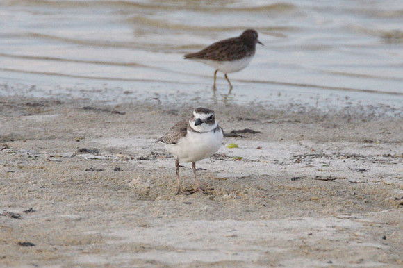 Semipalmated Plover (Charadrius semipalmatus)