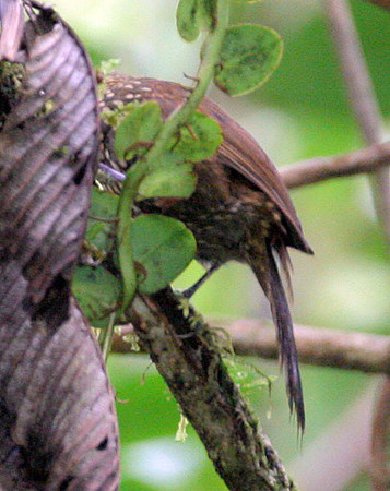 Streak-headed Woodcreeper ? (Lepidocolaptes souleyetii)