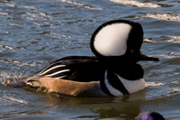 Hooded Merganser (Lophodytes cucullatus)