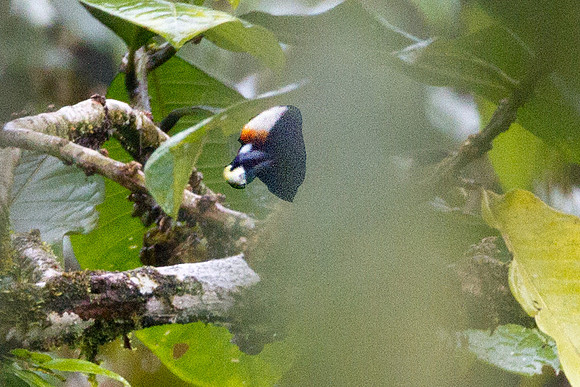 Orange-fronted Barbet (Capito squamatus)
