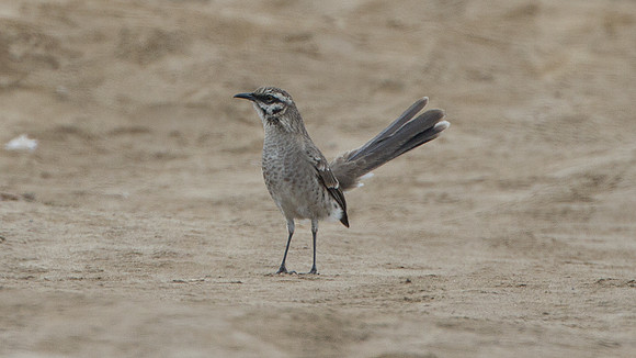 Long-tailed Mockingbird (Mimus longicaudatus)