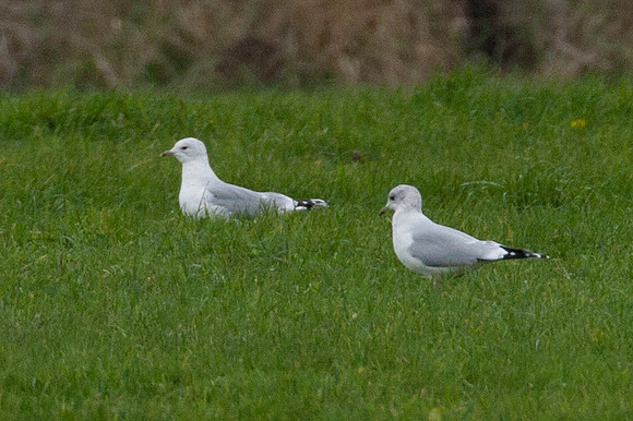 Common Gull (Larus canus)