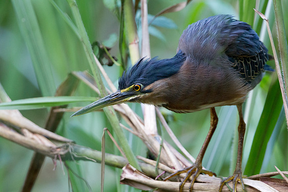Green Heron (Butorides virescens)