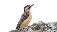 Andean Flicker (Colaptes rupicola)