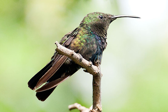 Green-throated Carib (Eulampis holosericeus)
