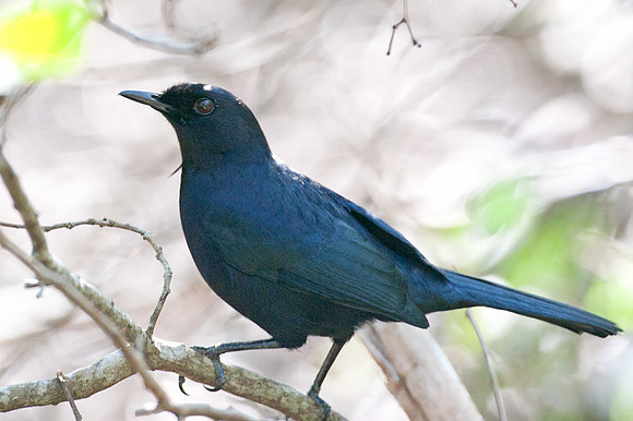 Melodious Blackbird (Dives dives)
