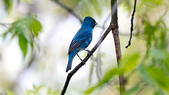 Blue Grosbeak (Passerina caerulea)