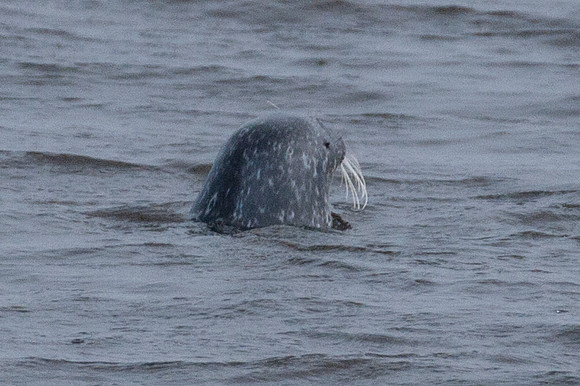 Grey Seal (Halichoerus grypus)