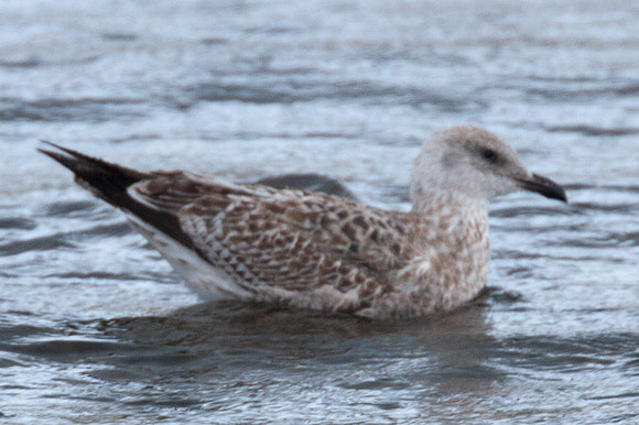 European Herring Gull (Larus argentatus) juvenile