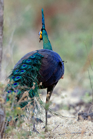 Green peafowl (Pavo muticus)