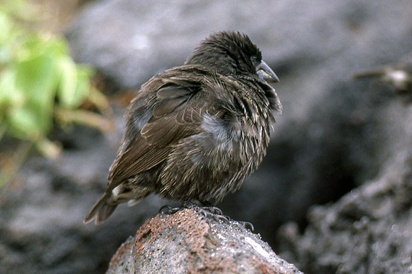 Large Tree Finch (Camarhynchus psittacula)