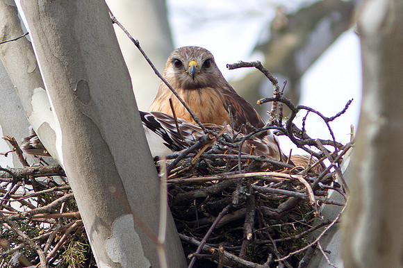 Red-shouldered Hawk Pair at nest (Buteo lineatus)
