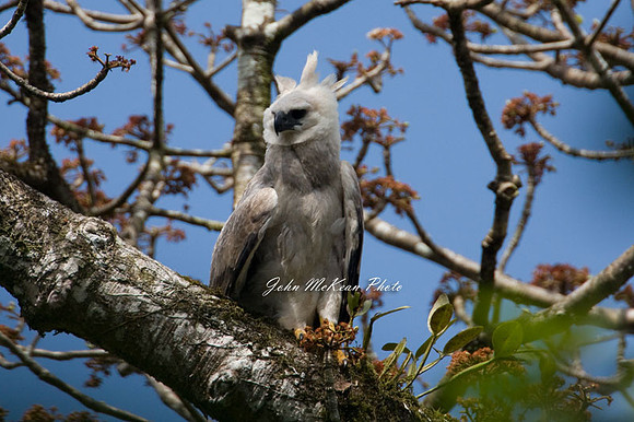 Harpy Eagle (Harpia harpyja)