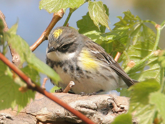 Yellow-rumped Warbler (Dendroica coronata)