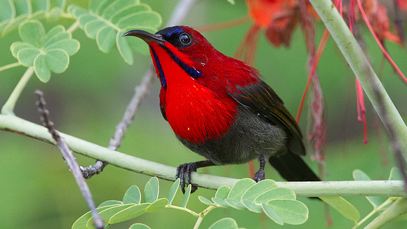 Eastern Crimson Sunbird (Aethopyga siparaja)