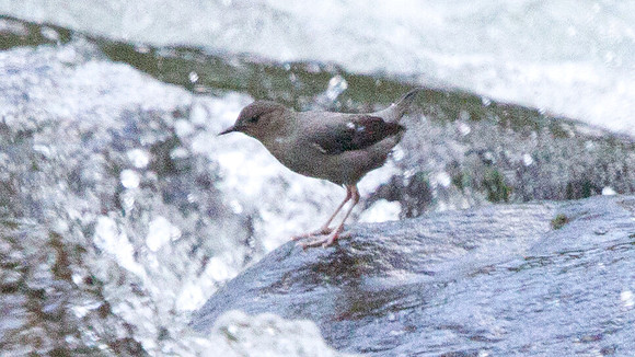 American Dipper (Cinclus mexicanus)