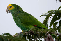 Yellow-shouldered Amazon (Amazona barbadensis) also known as Yellow-shouldered Parrot