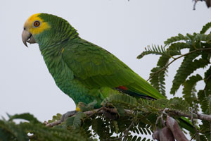 Yellow-shouldered Amazon (Amazona barbadensis) also known as Yellow-shouldered Parrot