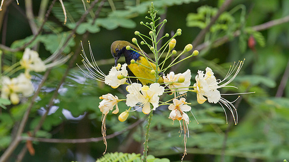 Olive-backed Sunbird (Nectarinia jugularis) male
