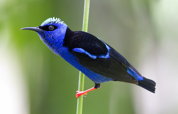 Red-legged Honeycreeper (Cyanerpes cyaneus) Breeding Male