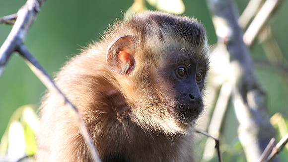 Brown capuchin (Cebus apella)