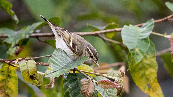 Yellow-browed warbler (Phylloscopus inornatus)