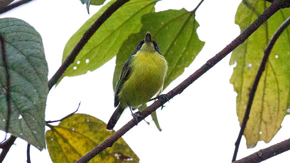 Common Tody-Flycatcher (Todirostrum cinereum)