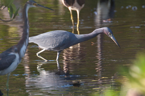 Little Blue Heron (Egretta caerulea)