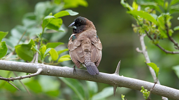 Bronze Mannikin (Lonchura cucullata)